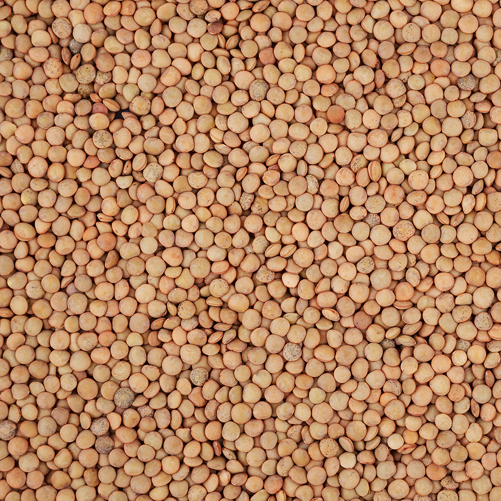 Lenteja Pardina Eco - Granel - El Alcaraván