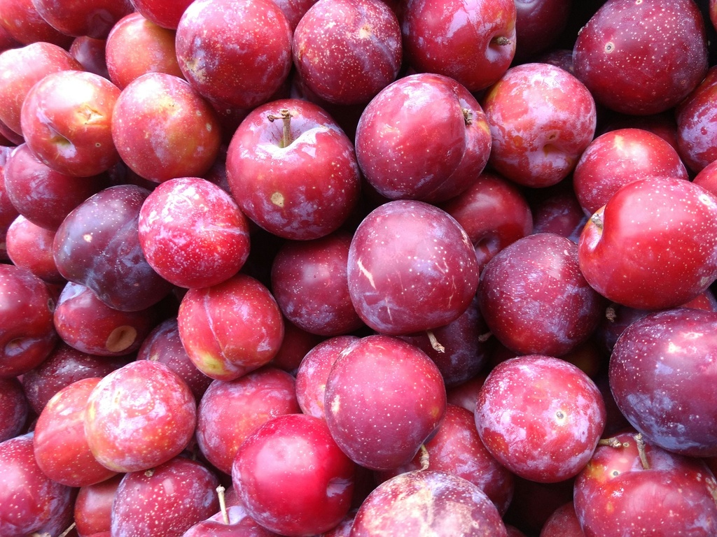 Ciruela Roja- granel - Citricaren