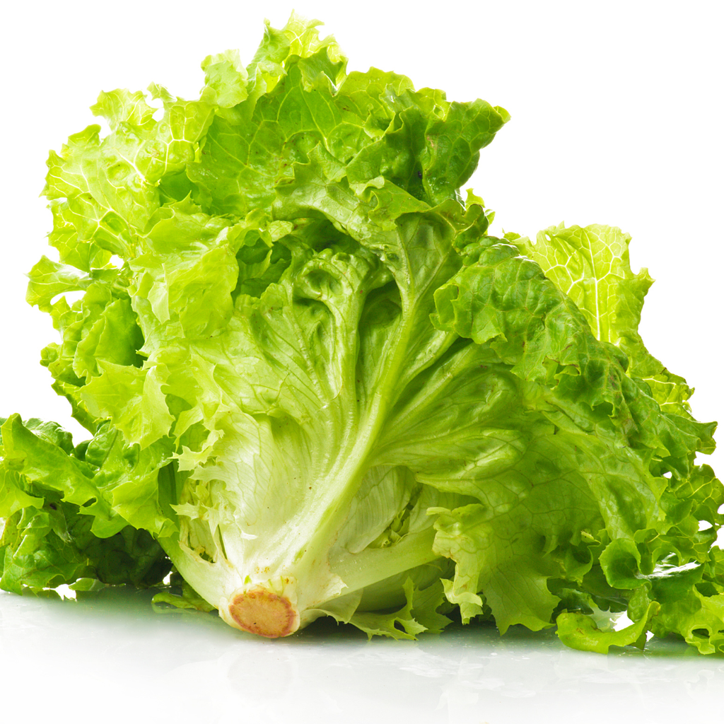 Lechuga Batavia Eco- JoseneaBio